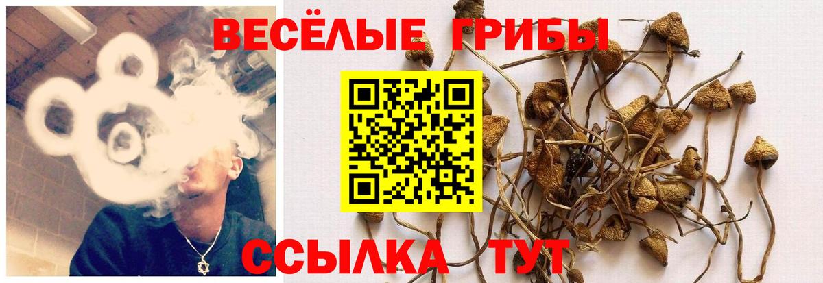 Галлюциногенные грибы GOLDEN TEACHER  Вход с VPN  Кыштым 